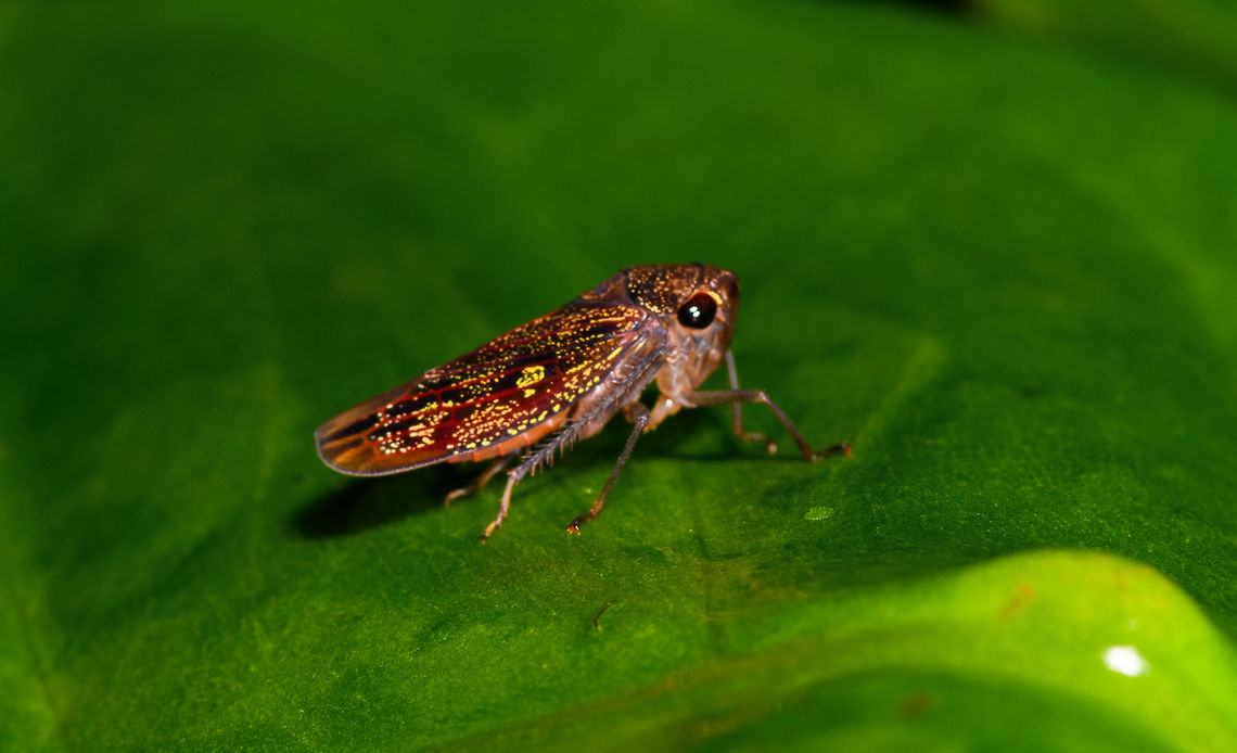 Colorful leafhopper, La Isla Escondida, Colombia A bit out of focus but still wanted to share this vibrant leafhopper with its complicated speckles and patterns. Despite a wide search, I'm unable to pinpoint the genus yet. Colombia,Colombia 2018,Colombia South,La Isla Escondida,Putumayo,South America,World