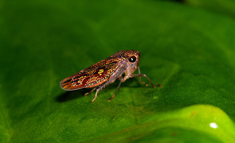 Colorful leafhopper, La Isla Escondida, Colombia A bit out of focus but still wanted to share this vibrant leafhopper with its complicated speckles and patterns. Despite a wide search, I'm unable to pinpoint the genus yet. Colombia,Colombia 2018,Colombia South,La Isla Escondida,Putumayo,South America,World