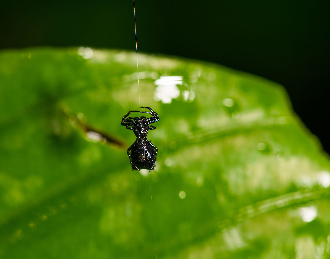 Black spiny orbweaver, La Isla Escondida, Colombia All-black body, hanging on a single thread likely building a new web.<br />
<figure class="photo"><a href="https://www.jungledragon.com/image/71815/black_spiny_orbweaver_-_closeup_la_isla_escondida_colombia.html" title="Black spiny orbweaver - closeup, La Isla Escondida, Colombia"><img src="https://s3.amazonaws.com/media.jungledragon.com/images/2/71815_thumb.jpg?AWSAccessKeyId=05GMT0V3GWVNE7GGM1R2&Expires=1765411210&Signature=A5xDY8WaZRd5b14FJ%2F7HEV5nGm8%3D" width="118" height="152" alt="Black spiny orbweaver - closeup, La Isla Escondida, Colombia All-black body, hanging on a single thread likely building a new web.<br />
https://www.jungledragon.com/image/71814/black_spiny_orbweaver_la_isla_escondida_colombia.html Colombia,Colombia 2018,Colombia South,La Isla Escondida,Putumayo,South America,World" /></a></figure> Colombia,Colombia 2018,Colombia South,Fall,Geotagged,La Isla Escondida,Putumayo,South America,World