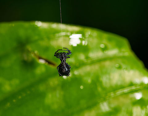 Black spiny orbweaver, La Isla Escondida, Colombia All-black body, hanging on a single thread likely building a new web.
https://www.jungledragon.com/image/71815/black_spiny_orbweaver_-_closeup_la_isla_escondida_colombia.html Colombia,Colombia 2018,Colombia South,Fall,Geotagged,La Isla Escondida,Putumayo,South America,World