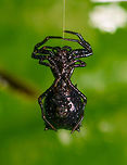 Black spiny orbweaver - closeup, La Isla Escondida, Colombia All-black body, hanging on a single thread likely building a new web.<br />
https://www.jungledragon.com/image/71814/black_spiny_orbweaver_la_isla_escondida_colombia.html Colombia,Colombia 2018,Colombia South,La Isla Escondida,Putumayo,South America,World