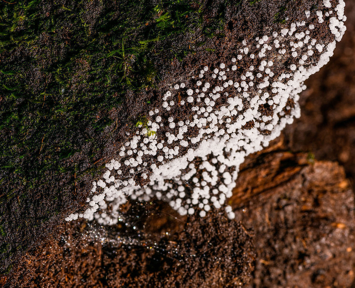 White slime mold cluster,La Isla Escondida, Colombia Looks superficially similar to this earlier observation:<br />
<a href="https://www.jungledragon.com/image/71238/tiny_white_slime_mold_la_isla_escondida_colombia.html/zoom" rel="nofollow">https://www.jungledragon.com/image/71238/tiny_white_slime_mold_la_isla_escondida_colombia.html/zoom</a><br />
Yet has a different structure when you zoom in, and also a different host to grow on. Colombia,Colombia 2018,Colombia South,La Isla Escondida,Putumayo,South America,World