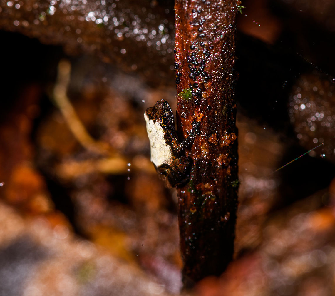 Tiny white-backed frog - closeup, La Isla Escondida, Colombia Including the uncropped shot in this series to show how impossibly tiny some of these frogs are. This one I estimate at about 2cm but don&#039;t consider that to be very accurate. Notable feature of this frog is the white back.<br />
<figure class="photo"><a href="https://www.jungledragon.com/image/71819/tiny_white-backed_frog_la_isla_escondida_colombia.html" title="Tiny white-backed frog, La Isla Escondida, Colombia"><img src="https://s3.amazonaws.com/media.jungledragon.com/images/2/71819_thumb.jpg?AWSAccessKeyId=05GMT0V3GWVNE7GGM1R2&Expires=1759968010&Signature=UzuR3YYFhymztIbTAur9VOllnkE%3D" width="200" height="134" alt="Tiny white-backed frog, La Isla Escondida, Colombia Including the uncropped shot in this series to show how impossibly tiny some of these frogs are. This one I estimate at about 2cm but don&#039;t consider that to be very accurate. Notable feature of this frog is the white back.<br />
https://www.jungledragon.com/image/71817/tiny_white-backed_frog_-_closeup_la_isla_escondida_colombia.html<br />
https://www.jungledragon.com/image/71818/tiny_white-backed_frog_-_perched_la_isla_escondida_colombia.html<br />
Identification in progress, no immediate match in my first search efforts so will ask for some help. Colombia,Colombia 2018,Colombia South,La Isla Escondida,Putumayo,South America,World" /></a></figure><br />
<figure class="photo"><a href="https://www.jungledragon.com/image/71818/tiny_white-backed_frog_-_perched_la_isla_escondida_colombia.html" title="Tiny white-backed frog - perched, La Isla Escondida, Colombia"><img src="https://s3.amazonaws.com/media.jungledragon.com/images/2/71818_thumb.jpg?AWSAccessKeyId=05GMT0V3GWVNE7GGM1R2&Expires=1759968010&Signature=CA4MjMnm9JLZ%2B%2FcBuFhXEWZm8a0%3D" width="200" height="176" alt="Tiny white-backed frog - perched, La Isla Escondida, Colombia Including the uncropped shot in this series to show how impossibly tiny some of these frogs are. This one I estimate at about 2cm but don&#039;t consider that to be very accurate. Notable feature of this frog is the white back.<br />
https://www.jungledragon.com/image/71819/tiny_white-backed_frog_la_isla_escondida_colombia.html<br />
https://www.jungledragon.com/image/71817/tiny_white-backed_frog_-_closeup_la_isla_escondida_colombia.html<br />
Identification in progress, no immediate match in my first search efforts so will ask for some help. Colombia,Colombia 2018,Colombia South,La Isla Escondida,Putumayo,South America,World" /></a></figure><br />
Identification in progress, no immediate match in my first search efforts so will ask for some help. Colombia,Colombia 2018,Colombia South,La Isla Escondida,Putumayo,South America,World
