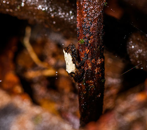 Tiny white-backed frog - closeup, La Isla Escondida, Colombia Including the uncropped shot in this series to show how impossibly tiny some of these frogs are. This one I estimate at about 2cm but don't consider that to be very accurate. Notable feature of this frog is the white back.
https://www.jungledragon.com/image/71819/tiny_white-backed_frog_la_isla_escondida_colombia.html
https://www.jungledragon.com/image/71818/tiny_white-backed_frog_-_perched_la_isla_escondida_colombia.html
Identification in progress, no immediate match in my first search efforts so will ask for some help. Colombia,Colombia 2018,Colombia South,La Isla Escondida,Putumayo,South America,World