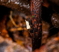 Tiny white-backed frog - closeup, La Isla Escondida, Colombia Including the uncropped shot in this series to show how impossibly tiny some of these frogs are. This one I estimate at about 2cm but don't consider that to be very accurate. Notable feature of this frog is the white back.<br />
https://www.jungledragon.com/image/71819/tiny_white-backed_frog_la_isla_escondida_colombia.html<br />
https://www.jungledragon.com/image/71818/tiny_white-backed_frog_-_perched_la_isla_escondida_colombia.html<br />
Identification in progress, no immediate match in my first search efforts so will ask for some help. Colombia,Colombia 2018,Colombia South,La Isla Escondida,Putumayo,South America,World