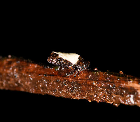 Tiny white-backed frog - perched, La Isla Escondida, Colombia Including the uncropped shot in this series to show how impossibly tiny some of these frogs are. This one I estimate at about 2cm but don't consider that to be very accurate. Notable feature of this frog is the white back.
https://www.jungledragon.com/image/71819/tiny_white-backed_frog_la_isla_escondida_colombia.html
https://www.jungledragon.com/image/71817/tiny_white-backed_frog_-_closeup_la_isla_escondida_colombia.html
Identification in progress, no immediate match in my first search efforts so will ask for some help. Colombia,Colombia 2018,Colombia South,La Isla Escondida,Putumayo,South America,World