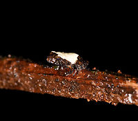 Tiny white-backed frog - perched, La Isla Escondida, Colombia Including the uncropped shot in this series to show how impossibly tiny some of these frogs are. This one I estimate at about 2cm but don't consider that to be very accurate. Notable feature of this frog is the white back.<br />
https://www.jungledragon.com/image/71819/tiny_white-backed_frog_la_isla_escondida_colombia.html<br />
https://www.jungledragon.com/image/71817/tiny_white-backed_frog_-_closeup_la_isla_escondida_colombia.html<br />
Identification in progress, no immediate match in my first search efforts so will ask for some help. Colombia,Colombia 2018,Colombia South,La Isla Escondida,Putumayo,South America,World