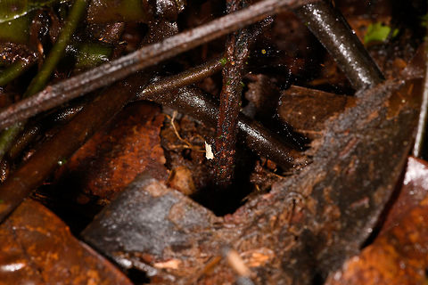 Tiny white-backed frog, La Isla Escondida, Colombia Including the uncropped shot in this series to show how impossibly tiny some of these frogs are. This one I estimate at about 2cm but don't consider that to be very accurate. Notable feature of this frog is the white back.
https://www.jungledragon.com/image/71817/tiny_white-backed_frog_-_closeup_la_isla_escondida_colombia.html
https://www.jungledragon.com/image/71818/tiny_white-backed_frog_-_perched_la_isla_escondida_colombia.html
Identification in progress, no immediate match in my first search efforts so will ask for some help. Colombia,Colombia 2018,Colombia South,La Isla Escondida,Putumayo,South America,World