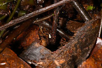 Tiny white-backed frog, La Isla Escondida, Colombia Including the uncropped shot in this series to show how impossibly tiny some of these frogs are. This one I estimate at about 2cm but don't consider that to be very accurate. Notable feature of this frog is the white back.<br />
https://www.jungledragon.com/image/71817/tiny_white-backed_frog_-_closeup_la_isla_escondida_colombia.html<br />
https://www.jungledragon.com/image/71818/tiny_white-backed_frog_-_perched_la_isla_escondida_colombia.html<br />
Identification in progress, no immediate match in my first search efforts so will ask for some help. Colombia,Colombia 2018,Colombia South,La Isla Escondida,Putumayo,South America,World