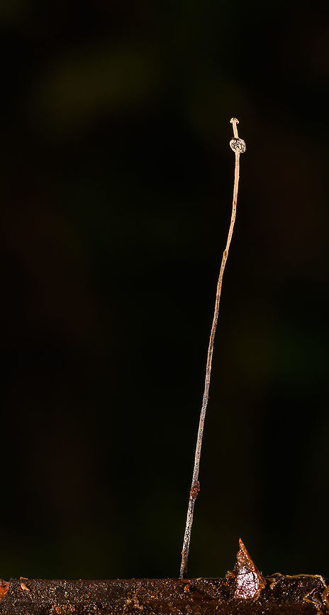 Very lengthy fungus growing out of dead wood, La Isla Escondida, Colombia Collected by our guide and brought back to the lodge for photography. Given how thin it was, we really needed a steady surface to properly focus on it. We collected two of such species, as you can see in the closeup shots. <br />
<figure class="photo"><a href="https://www.jungledragon.com/image/71838/very_lengthy_fungus_growing_out_of_dead_wood_-_closeup_la_isla_escondida_colombia.html" title="Very lengthy fungus growing out of dead wood - closeup, La Isla Escondida, Colombia"><img src="https://s3.amazonaws.com/media.jungledragon.com/images/2/71838_thumb.jpg?AWSAccessKeyId=05GMT0V3GWVNE7GGM1R2&Expires=1770854410&Signature=8u3btw0YwHvbpaCuMikFmLutECc%3D" width="94" height="152" alt="Very lengthy fungus growing out of dead wood - closeup, La Isla Escondida, Colombia Collected by our guide and brought back to the lodge for photography. Given how thin it was, we really needed a steady surface to properly focus on it. We collected two of such species, as you can see in the closeup shots. <br />
https://www.jungledragon.com/image/71836/very_lengthy_fungus_growing_out_of_dead_wood_la_isla_escondida_colombia.html<br />
https://www.jungledragon.com/image/71837/very_lengthy_fungus_growing_out_of_dead_wood_-_closeup_ii_la_isla_escondida_colombia.html<br />
Technical notes, possibly useful for Nikon owners: this one required extreme precision focusing, so focusing was done using live view on a steady surface, then zooming in 100%. This still isn't precise enough for this subject, to really position focus on the front-facing element on the top of this fungi, you can use pinpoint focus mode, which makes the cursor even smaller.  Colombia,Colombia 2018,Colombia South,Fall,Geotagged,La Isla Escondida,Putumayo,South America,World" /></a></figure><br />
<figure class="photo"><a href="https://www.jungledragon.com/image/71837/very_lengthy_fungus_growing_out_of_dead_wood_-_closeup_ii_la_isla_escondida_colombia.html" title="Very lengthy fungus growing out of dead wood - closeup II, La Isla Escondida, Colombia"><img src="https://s3.amazonaws.com/media.jungledragon.com/images/2/71837_thumb.jpg?AWSAccessKeyId=05GMT0V3GWVNE7GGM1R2&Expires=1770854410&Signature=xNcJDE27RzBZiqTVquctJS0Vnns%3D" width="146" height="152" alt="Very lengthy fungus growing out of dead wood - closeup II, La Isla Escondida, Colombia Collected by our guide and brought back to the lodge for photography. Given how thin it was, we really needed a steady surface to properly focus on it. We collected two of such species, as you can see in the closeup shots. <br />
https://www.jungledragon.com/image/71836/very_lengthy_fungus_growing_out_of_dead_wood_la_isla_escondida_colombia.html<br />
https://www.jungledragon.com/image/71838/very_lengthy_fungus_growing_out_of_dead_wood_-_closeup_la_isla_escondida_colombia.html<br />
Technical notes, possibly useful for Nikon owners: this one required extreme precision focusing, so focusing was done using live view on a steady surface, then zooming in 100%. This still isn't precise enough for this subject, to really position focus on the front-facing element on the top of this fungi, you can use pinpoint focus mode, which makes the cursor even smaller.  Colombia,Colombia 2018,Colombia South,Fall,Geotagged,La Isla Escondida,Putumayo,South America,World" /></a></figure><br />
Technical notes, possibly useful for Nikon owners: this one required extreme precision focusing, so focusing was done using live view on a steady surface, then zooming in 100%. This still isn't precise enough for this subject, to really position focus on the front-facing element on the top of this fungi, you can use pinpoint focus mode, which makes the cursor even smaller.  Colombia,Colombia 2018,Colombia South,Fall,Geotagged,La Isla Escondida,Putumayo,South America,World