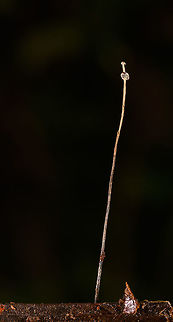Very lengthy fungus growing out of dead wood, La Isla Escondida, Colombia Collected by our guide and brought back to the lodge for photography. Given how thin it was, we really needed a steady surface to properly focus on it. We collected two of such species, as you can see in the closeup shots. 
https://www.jungledragon.com/image/71838/very_lengthy_fungus_growing_out_of_dead_wood_-_closeup_la_isla_escondida_colombia.html
https://www.jungledragon.com/image/71837/very_lengthy_fungus_growing_out_of_dead_wood_-_closeup_ii_la_isla_escondida_colombia.html
Technical notes, possibly useful for Nikon owners: this one required extreme precision focusing, so focusing was done using live view on a steady surface, then zooming in 100%. This still isn't precise enough for this subject, to really position focus on the front-facing element on the top of this fungi, you can use pinpoint focus mode, which makes the cursor even smaller.  Colombia,Colombia 2018,Colombia South,Fall,Geotagged,La Isla Escondida,Putumayo,South America,World