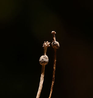 Very lengthy fungus growing out of dead wood - closeup II, La Isla Escondida, Colombia Collected by our guide and brought back to the lodge for photography. Given how thin it was, we really needed a steady surface to properly focus on it. We collected two of such species, as you can see in the closeup shots. 
https://www.jungledragon.com/image/71836/very_lengthy_fungus_growing_out_of_dead_wood_la_isla_escondida_colombia.html
https://www.jungledragon.com/image/71838/very_lengthy_fungus_growing_out_of_dead_wood_-_closeup_la_isla_escondida_colombia.html
Technical notes, possibly useful for Nikon owners: this one required extreme precision focusing, so focusing was done using live view on a steady surface, then zooming in 100%. This still isn't precise enough for this subject, to really position focus on the front-facing element on the top of this fungi, you can use pinpoint focus mode, which makes the cursor even smaller.  Colombia,Colombia 2018,Colombia South,Fall,Geotagged,La Isla Escondida,Putumayo,South America,World