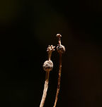 Very lengthy fungus growing out of dead wood - closeup II, La Isla Escondida, Colombia Collected by our guide and brought back to the lodge for photography. Given how thin it was, we really needed a steady surface to properly focus on it. We collected two of such species, as you can see in the closeup shots. <br />
https://www.jungledragon.com/image/71836/very_lengthy_fungus_growing_out_of_dead_wood_la_isla_escondida_colombia.html<br />
https://www.jungledragon.com/image/71838/very_lengthy_fungus_growing_out_of_dead_wood_-_closeup_la_isla_escondida_colombia.html<br />
Technical notes, possibly useful for Nikon owners: this one required extreme precision focusing, so focusing was done using live view on a steady surface, then zooming in 100%. This still isn't precise enough for this subject, to really position focus on the front-facing element on the top of this fungi, you can use pinpoint focus mode, which makes the cursor even smaller.  Colombia,Colombia 2018,Colombia South,Fall,Geotagged,La Isla Escondida,Putumayo,South America,World