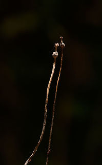 Very lengthy fungus growing out of dead wood - closeup, La Isla Escondida, Colombia Collected by our guide and brought back to the lodge for photography. Given how thin it was, we really needed a steady surface to properly focus on it. We collected two of such species, as you can see in the closeup shots. 
https://www.jungledragon.com/image/71836/very_lengthy_fungus_growing_out_of_dead_wood_la_isla_escondida_colombia.html
https://www.jungledragon.com/image/71837/very_lengthy_fungus_growing_out_of_dead_wood_-_closeup_ii_la_isla_escondida_colombia.html
Technical notes, possibly useful for Nikon owners: this one required extreme precision focusing, so focusing was done using live view on a steady surface, then zooming in 100%. This still isn't precise enough for this subject, to really position focus on the front-facing element on the top of this fungi, you can use pinpoint focus mode, which makes the cursor even smaller.  Colombia,Colombia 2018,Colombia South,Fall,Geotagged,La Isla Escondida,Putumayo,South America,World