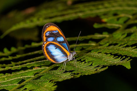 Onega clearwing, La Isla Escondida, Colombia Possibly the sub species janarilla based on this reference:
https://www.flickr.com/photos/andreaskay/37620020452

I first thought the blue glow to be a flash artifact but it shows on all reference images. So it's an unusually blue clearwing if you compare it to some other clearwings:
http://learnaboutbutterflies.com/Amazon thumbs - Nymphalidae Ithomiini.htm
 Colombia,Colombia 2018,Colombia South,La Isla Escondida,Oleria onega,Putumayo,South America,World