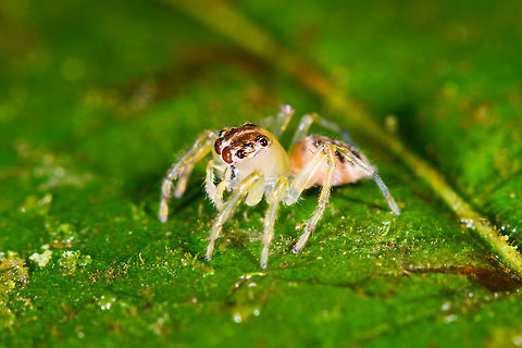 Small semi-translucent jumping spider, La Isla Escondida, Colombia  Colombia,Colombia 2018,Colombia South,Fall,Geotagged,La Isla Escondida,Putumayo,South America,World