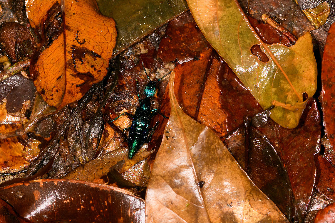 Metallic rover beetle, La Isla Escondida, Colombia Plochionocerus sp. We found this very shiny blue rover beetle running on the forest floor. We closed it in from multiple angles but it would not stop moving. Ultimately we managed to get it onto a leaf where it engaged in a strange defensive position where it folds it body. We thought that perhaps we have accidentally hurt it, but there's lots of reference images of this position, so it seems like a normal pose. I'm also including a dramatized edit in the series :)<br />
<figure class="photo"><a href="https://www.jungledragon.com/image/71844/metallic_rover_beetle_-_defensive_pose_la_isla_escondida_colombia.html" title="Metallic rover beetle - defensive pose, La Isla Escondida, Colombia"><img src="https://s3.amazonaws.com/media.jungledragon.com/images/2/71844_thumb.jpg?AWSAccessKeyId=05GMT0V3GWVNE7GGM1R2&Expires=1759968010&Signature=HVp7JAgW1a7BxSYZYMS%2FE5qQD0E%3D" width="200" height="178" alt="Metallic rover beetle - defensive pose, La Isla Escondida, Colombia Plochionocerus sp. We found this very shiny blue rover beetle running on the forest floor. We closed it in from multiple angles but it would not stop moving. Ultimately we managed to get it onto a leaf where it engaged in a strange defensive position where it folds it body. We thought that perhaps we have accidentally hurt it, but there's lots of reference images of this position, so it seems like a normal pose. I'm also including a dramatized edit in the series :)<br />
https://www.jungledragon.com/image/71841/metallic_rover_beetle_la_isla_escondida_colombia.html<br />
https://www.jungledragon.com/image/71842/metallic_rover_beetle_-_defensive_pose_ii_la_isla_escondida_colombia.html<br />
https://www.jungledragon.com/image/71843/metallic_rover_beetle_-_creative_edit_la_isla_escondida_colombia.html Colombia,Colombia 2018,Colombia South,La Isla Escondida,Putumayo,South America,World" /></a></figure><br />
<figure class="photo"><a href="https://www.jungledragon.com/image/71842/metallic_rover_beetle_-_defensive_pose_ii_la_isla_escondida_colombia.html" title="Metallic rover beetle - defensive pose II, La Isla Escondida, Colombia"><img src="https://s3.amazonaws.com/media.jungledragon.com/images/2/71842_thumb.jpg?AWSAccessKeyId=05GMT0V3GWVNE7GGM1R2&Expires=1759968010&Signature=yICCArClYvU8Js6Ojh0sX7IerNo%3D" width="200" height="98" alt="Metallic rover beetle - defensive pose II, La Isla Escondida, Colombia Plochionocerus sp. We found this very shiny blue rover beetle running on the forest floor. We closed it in from multiple angles but it would not stop moving. Ultimately we managed to get it onto a leaf where it engaged in a strange defensive position where it folds it body. We thought that perhaps we have accidentally hurt it, but there's lots of reference images of this position, so it seems like a normal pose. I'm also including a dramatized edit in the series :)<br />
https://www.jungledragon.com/image/71841/metallic_rover_beetle_la_isla_escondida_colombia.html<br />
https://www.jungledragon.com/image/71844/metallic_rover_beetle_-_defensive_pose_la_isla_escondida_colombia.html<br />
https://www.jungledragon.com/image/71843/metallic_rover_beetle_-_creative_edit_la_isla_escondida_colombia.html Colombia,Colombia 2018,Colombia South,La Isla Escondida,Putumayo,South America,World" /></a></figure><br />
<figure class="photo"><a href="https://www.jungledragon.com/image/71843/metallic_rover_beetle_-_creative_edit_la_isla_escondida_colombia.html" title="Metallic rover beetle - creative edit, La Isla Escondida, Colombia"><img src="https://s3.amazonaws.com/media.jungledragon.com/images/2/71843_thumb.jpg?AWSAccessKeyId=05GMT0V3GWVNE7GGM1R2&Expires=1759968010&Signature=WpFpULtoJ656Knt5LVyYNp%2FYfgs%3D" width="200" height="98" alt="Metallic rover beetle - creative edit, La Isla Escondida, Colombia Dramatized edit, best seen full screen (click on the photo).<br />
<br />
Plochionocerus sp. We found this very shiny blue rover beetle running on the forest floor. We closed it in from multiple angles but it would not stop moving. Ultimately we managed to get it onto a leaf where it engaged in a strange defensive position where it folds it body. We thought that perhaps we have accidentally hurt it, but there's lots of reference images of this position, so it seems like a normal pose. I'm also including a dramatized edit in the series :)<br />
https://www.jungledragon.com/image/71841/metallic_rover_beetle_la_isla_escondida_colombia.html<br />
https://www.jungledragon.com/image/71844/metallic_rover_beetle_-_defensive_pose_la_isla_escondida_colombia.html<br />
https://www.jungledragon.com/image/71842/metallic_rover_beetle_-_defensive_pose_ii_la_isla_escondida_colombia.html Colombia,Colombia 2018,Colombia South,La Isla Escondida,Putumayo,South America,World" /></a></figure> Colombia,Colombia 2018,Colombia South,La Isla Escondida,Putumayo,South America,World