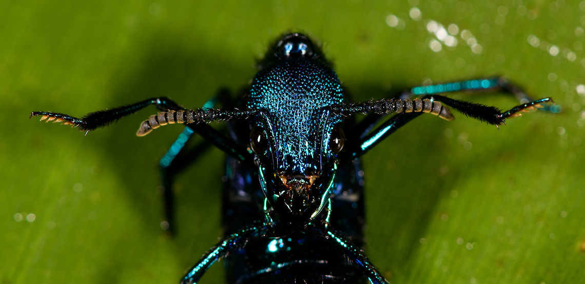 Metallic rover beetle - defensive pose II, La Isla Escondida, Colombia Plochionocerus sp. We found this very shiny blue rover beetle running on the forest floor. We closed it in from multiple angles but it would not stop moving. Ultimately we managed to get it onto a leaf where it engaged in a strange defensive position where it folds it body. We thought that perhaps we have accidentally hurt it, but there's lots of reference images of this position, so it seems like a normal pose. I'm also including a dramatized edit in the series :)<br />
<figure class="photo"><a href="https://www.jungledragon.com/image/71841/metallic_rover_beetle_la_isla_escondida_colombia.html" title="Metallic rover beetle, La Isla Escondida, Colombia"><img src="https://s3.amazonaws.com/media.jungledragon.com/images/2/71841_thumb.jpg?AWSAccessKeyId=05GMT0V3GWVNE7GGM1R2&Expires=1759968010&Signature=4%2BnaW5prAYaRQeVhRBpkdFJc3%2Bc%3D" width="200" height="134" alt="Metallic rover beetle, La Isla Escondida, Colombia Plochionocerus sp. We found this very shiny blue rover beetle running on the forest floor. We closed it in from multiple angles but it would not stop moving. Ultimately we managed to get it onto a leaf where it engaged in a strange defensive position where it folds it body. We thought that perhaps we have accidentally hurt it, but there's lots of reference images of this position, so it seems like a normal pose. I'm also including a dramatized edit in the series :)<br />
https://www.jungledragon.com/image/71844/metallic_rover_beetle_-_defensive_pose_la_isla_escondida_colombia.html<br />
https://www.jungledragon.com/image/71842/metallic_rover_beetle_-_defensive_pose_ii_la_isla_escondida_colombia.html<br />
https://www.jungledragon.com/image/71843/metallic_rover_beetle_-_creative_edit_la_isla_escondida_colombia.html Colombia,Colombia 2018,Colombia South,La Isla Escondida,Putumayo,South America,World" /></a></figure><br />
<figure class="photo"><a href="https://www.jungledragon.com/image/71844/metallic_rover_beetle_-_defensive_pose_la_isla_escondida_colombia.html" title="Metallic rover beetle - defensive pose, La Isla Escondida, Colombia"><img src="https://s3.amazonaws.com/media.jungledragon.com/images/2/71844_thumb.jpg?AWSAccessKeyId=05GMT0V3GWVNE7GGM1R2&Expires=1759968010&Signature=HVp7JAgW1a7BxSYZYMS%2FE5qQD0E%3D" width="200" height="178" alt="Metallic rover beetle - defensive pose, La Isla Escondida, Colombia Plochionocerus sp. We found this very shiny blue rover beetle running on the forest floor. We closed it in from multiple angles but it would not stop moving. Ultimately we managed to get it onto a leaf where it engaged in a strange defensive position where it folds it body. We thought that perhaps we have accidentally hurt it, but there's lots of reference images of this position, so it seems like a normal pose. I'm also including a dramatized edit in the series :)<br />
https://www.jungledragon.com/image/71841/metallic_rover_beetle_la_isla_escondida_colombia.html<br />
https://www.jungledragon.com/image/71842/metallic_rover_beetle_-_defensive_pose_ii_la_isla_escondida_colombia.html<br />
https://www.jungledragon.com/image/71843/metallic_rover_beetle_-_creative_edit_la_isla_escondida_colombia.html Colombia,Colombia 2018,Colombia South,La Isla Escondida,Putumayo,South America,World" /></a></figure><br />
<figure class="photo"><a href="https://www.jungledragon.com/image/71843/metallic_rover_beetle_-_creative_edit_la_isla_escondida_colombia.html" title="Metallic rover beetle - creative edit, La Isla Escondida, Colombia"><img src="https://s3.amazonaws.com/media.jungledragon.com/images/2/71843_thumb.jpg?AWSAccessKeyId=05GMT0V3GWVNE7GGM1R2&Expires=1759968010&Signature=WpFpULtoJ656Knt5LVyYNp%2FYfgs%3D" width="200" height="98" alt="Metallic rover beetle - creative edit, La Isla Escondida, Colombia Dramatized edit, best seen full screen (click on the photo).<br />
<br />
Plochionocerus sp. We found this very shiny blue rover beetle running on the forest floor. We closed it in from multiple angles but it would not stop moving. Ultimately we managed to get it onto a leaf where it engaged in a strange defensive position where it folds it body. We thought that perhaps we have accidentally hurt it, but there's lots of reference images of this position, so it seems like a normal pose. I'm also including a dramatized edit in the series :)<br />
https://www.jungledragon.com/image/71841/metallic_rover_beetle_la_isla_escondida_colombia.html<br />
https://www.jungledragon.com/image/71844/metallic_rover_beetle_-_defensive_pose_la_isla_escondida_colombia.html<br />
https://www.jungledragon.com/image/71842/metallic_rover_beetle_-_defensive_pose_ii_la_isla_escondida_colombia.html Colombia,Colombia 2018,Colombia South,La Isla Escondida,Putumayo,South America,World" /></a></figure> Colombia,Colombia 2018,Colombia South,La Isla Escondida,Putumayo,South America,World