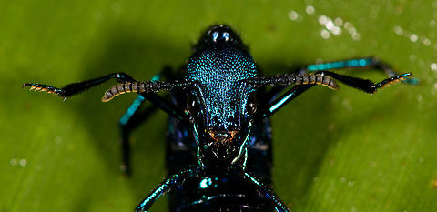 Metallic rover beetle - defensive pose II, La Isla Escondida, Colombia Plochionocerus sp. We found this very shiny blue rover beetle running on the forest floor. We closed it in from multiple angles but it would not stop moving. Ultimately we managed to get it onto a leaf where it engaged in a strange defensive position where it folds it body. We thought that perhaps we have accidentally hurt it, but there's lots of reference images of this position, so it seems like a normal pose. I'm also including a dramatized edit in the series :)
https://www.jungledragon.com/image/71841/metallic_rover_beetle_la_isla_escondida_colombia.html
https://www.jungledragon.com/image/71844/metallic_rover_beetle_-_defensive_pose_la_isla_escondida_colombia.html
https://www.jungledragon.com/image/71843/metallic_rover_beetle_-_creative_edit_la_isla_escondida_colombia.html Colombia,Colombia 2018,Colombia South,La Isla Escondida,Putumayo,South America,World
