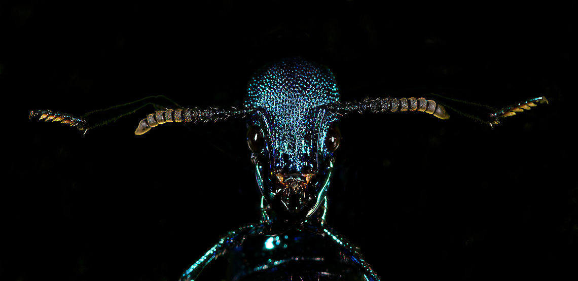 Metallic rover beetle - creative edit, La Isla Escondida, Colombia Dramatized edit, best seen full screen (click on the photo).<br />
<br />
Plochionocerus sp. We found this very shiny blue rover beetle running on the forest floor. We closed it in from multiple angles but it would not stop moving. Ultimately we managed to get it onto a leaf where it engaged in a strange defensive position where it folds it body. We thought that perhaps we have accidentally hurt it, but there's lots of reference images of this position, so it seems like a normal pose. I'm also including a dramatized edit in the series :)<br />
<figure class="photo"><a href="https://www.jungledragon.com/image/71841/metallic_rover_beetle_la_isla_escondida_colombia.html" title="Metallic rover beetle, La Isla Escondida, Colombia"><img src="https://s3.amazonaws.com/media.jungledragon.com/images/2/71841_thumb.jpg?AWSAccessKeyId=05GMT0V3GWVNE7GGM1R2&Expires=1759968010&Signature=4%2BnaW5prAYaRQeVhRBpkdFJc3%2Bc%3D" width="200" height="134" alt="Metallic rover beetle, La Isla Escondida, Colombia Plochionocerus sp. We found this very shiny blue rover beetle running on the forest floor. We closed it in from multiple angles but it would not stop moving. Ultimately we managed to get it onto a leaf where it engaged in a strange defensive position where it folds it body. We thought that perhaps we have accidentally hurt it, but there's lots of reference images of this position, so it seems like a normal pose. I'm also including a dramatized edit in the series :)<br />
https://www.jungledragon.com/image/71844/metallic_rover_beetle_-_defensive_pose_la_isla_escondida_colombia.html<br />
https://www.jungledragon.com/image/71842/metallic_rover_beetle_-_defensive_pose_ii_la_isla_escondida_colombia.html<br />
https://www.jungledragon.com/image/71843/metallic_rover_beetle_-_creative_edit_la_isla_escondida_colombia.html Colombia,Colombia 2018,Colombia South,La Isla Escondida,Putumayo,South America,World" /></a></figure><br />
<figure class="photo"><a href="https://www.jungledragon.com/image/71844/metallic_rover_beetle_-_defensive_pose_la_isla_escondida_colombia.html" title="Metallic rover beetle - defensive pose, La Isla Escondida, Colombia"><img src="https://s3.amazonaws.com/media.jungledragon.com/images/2/71844_thumb.jpg?AWSAccessKeyId=05GMT0V3GWVNE7GGM1R2&Expires=1759968010&Signature=HVp7JAgW1a7BxSYZYMS%2FE5qQD0E%3D" width="200" height="178" alt="Metallic rover beetle - defensive pose, La Isla Escondida, Colombia Plochionocerus sp. We found this very shiny blue rover beetle running on the forest floor. We closed it in from multiple angles but it would not stop moving. Ultimately we managed to get it onto a leaf where it engaged in a strange defensive position where it folds it body. We thought that perhaps we have accidentally hurt it, but there's lots of reference images of this position, so it seems like a normal pose. I'm also including a dramatized edit in the series :)<br />
https://www.jungledragon.com/image/71841/metallic_rover_beetle_la_isla_escondida_colombia.html<br />
https://www.jungledragon.com/image/71842/metallic_rover_beetle_-_defensive_pose_ii_la_isla_escondida_colombia.html<br />
https://www.jungledragon.com/image/71843/metallic_rover_beetle_-_creative_edit_la_isla_escondida_colombia.html Colombia,Colombia 2018,Colombia South,La Isla Escondida,Putumayo,South America,World" /></a></figure><br />
<figure class="photo"><a href="https://www.jungledragon.com/image/71842/metallic_rover_beetle_-_defensive_pose_ii_la_isla_escondida_colombia.html" title="Metallic rover beetle - defensive pose II, La Isla Escondida, Colombia"><img src="https://s3.amazonaws.com/media.jungledragon.com/images/2/71842_thumb.jpg?AWSAccessKeyId=05GMT0V3GWVNE7GGM1R2&Expires=1759968010&Signature=yICCArClYvU8Js6Ojh0sX7IerNo%3D" width="200" height="98" alt="Metallic rover beetle - defensive pose II, La Isla Escondida, Colombia Plochionocerus sp. We found this very shiny blue rover beetle running on the forest floor. We closed it in from multiple angles but it would not stop moving. Ultimately we managed to get it onto a leaf where it engaged in a strange defensive position where it folds it body. We thought that perhaps we have accidentally hurt it, but there's lots of reference images of this position, so it seems like a normal pose. I'm also including a dramatized edit in the series :)<br />
https://www.jungledragon.com/image/71841/metallic_rover_beetle_la_isla_escondida_colombia.html<br />
https://www.jungledragon.com/image/71844/metallic_rover_beetle_-_defensive_pose_la_isla_escondida_colombia.html<br />
https://www.jungledragon.com/image/71843/metallic_rover_beetle_-_creative_edit_la_isla_escondida_colombia.html Colombia,Colombia 2018,Colombia South,La Isla Escondida,Putumayo,South America,World" /></a></figure> Colombia,Colombia 2018,Colombia South,La Isla Escondida,Putumayo,South America,World