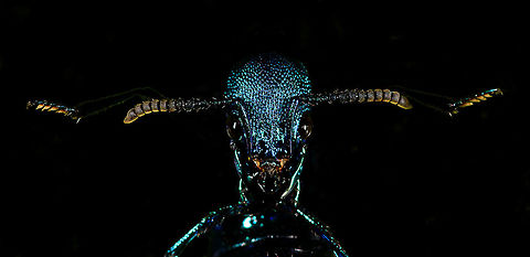 Metallic rover beetle - creative edit, La Isla Escondida, Colombia Dramatized edit, best seen full screen (click on the photo).

Plochionocerus sp. We found this very shiny blue rover beetle running on the forest floor. We closed it in from multiple angles but it would not stop moving. Ultimately we managed to get it onto a leaf where it engaged in a strange defensive position where it folds it body. We thought that perhaps we have accidentally hurt it, but there's lots of reference images of this position, so it seems like a normal pose. I'm also including a dramatized edit in the series :)
https://www.jungledragon.com/image/71841/metallic_rover_beetle_la_isla_escondida_colombia.html
https://www.jungledragon.com/image/71844/metallic_rover_beetle_-_defensive_pose_la_isla_escondida_colombia.html
https://www.jungledragon.com/image/71842/metallic_rover_beetle_-_defensive_pose_ii_la_isla_escondida_colombia.html Colombia,Colombia 2018,Colombia South,La Isla Escondida,Putumayo,South America,World