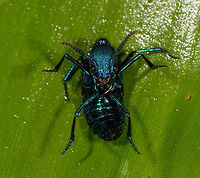 Metallic rover beetle - defensive pose, La Isla Escondida, Colombia Plochionocerus sp. We found this very shiny blue rover beetle running on the forest floor. We closed it in from multiple angles but it would not stop moving. Ultimately we managed to get it onto a leaf where it engaged in a strange defensive position where it folds it body. We thought that perhaps we have accidentally hurt it, but there's lots of reference images of this position, so it seems like a normal pose. I'm also including a dramatized edit in the series :)<br />
https://www.jungledragon.com/image/71841/metallic_rover_beetle_la_isla_escondida_colombia.html<br />
https://www.jungledragon.com/image/71842/metallic_rover_beetle_-_defensive_pose_ii_la_isla_escondida_colombia.html<br />
https://www.jungledragon.com/image/71843/metallic_rover_beetle_-_creative_edit_la_isla_escondida_colombia.html Colombia,Colombia 2018,Colombia South,La Isla Escondida,Putumayo,South America,World