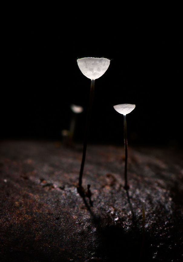 Jungle Mycena, La Isla Escondida, Colombia Happy new year!<br />
<br />
We found this series of small mycena fungi growing through a fallen leaf on the forest floor of La Isla Escondida and used it as a subject for creative lighting. The approach is off-camera flash where our guide was holding a single flash unit directly above the subject whilst I took the shot. The idea was to give just enough light to "fill" the cups without overexposing it. As these cups are tiny and white and partly translucent, it only needs a tiny bit of light. So it's a simple trial and error approach where the unit was held at a changing distance until it was right.<br />
<br />
The result is as expected quite dark, it's best viewed full screen and preferably on a high contrast (OLED) screen.<br />
<figure class="photo"><a href="https://www.jungledragon.com/image/71952/jungle_mycena_-_side_view_la_isla_escondida_colombia.html" title="Jungle Mycena - side view, La Isla Escondida, Colombia"><img src="https://s3.amazonaws.com/media.jungledragon.com/images/2/71952_thumb.jpg?AWSAccessKeyId=05GMT0V3GWVNE7GGM1R2&Expires=1759968010&Signature=Q1ekIfQiXeUL7YpnXWEEkLeVHDQ%3D" width="200" height="168" alt="Jungle Mycena - side view, La Isla Escondida, Colombia Happy new year!<br />
<br />
We found this series of small mycena fungi growing through a fallen leaf on the forest floor of La Isla Escondida and used it as a subject for creative lighting. The approach is off-camera flash where our guide was holding a single flash unit directly above the subject whilst I took the shot. The idea was to give just enough light to "fill" the cups without overexposing it. As these cups are tiny and white and partly translucent, it only needs a tiny bit of light. So it's a simple trial and error approach where the unit was held at a changing distance until it was right.<br />
<br />
The result is as expected quite dark, it's best viewed full screen and preferably on a high contrast (OLED) screen.<br />
https://www.jungledragon.com/image/71951/jungle_mycena_la_isla_escondida_colombia.html<br />
https://www.jungledragon.com/image/71953/jungle_mycena_-_top_view_la_isla_escondida_colombia.html<br />
https://www.jungledragon.com/image/71954/jungle_mycena_-_overview_la_isla_escondida_colombia.html<br />
Colombia,Colombia 2018,Colombia South,La Isla Escondida,Putumayo,South America,World" /></a></figure><br />
<figure class="photo"><a href="https://www.jungledragon.com/image/71953/jungle_mycena_-_top_view_la_isla_escondida_colombia.html" title="Jungle Mycena - top view, La Isla Escondida, Colombia"><img src="https://s3.amazonaws.com/media.jungledragon.com/images/2/71953_thumb.jpg?AWSAccessKeyId=05GMT0V3GWVNE7GGM1R2&Expires=1759968010&Signature=HuYzQXREbq%2F%2FPM%2B6NG3oqgv43rk%3D" width="200" height="152" alt="Jungle Mycena - top view, La Isla Escondida, Colombia Happy new year!<br />
<br />
We found this series of small mycena fungi growing through a fallen leaf on the forest floor of La Isla Escondida and used it as a subject for creative lighting. The approach is off-camera flash where our guide was holding a single flash unit directly above the subject whilst I took the shot. The idea was to give just enough light to "fill" the cups without overexposing it. As these cups are tiny and white and partly translucent, it only needs a tiny bit of light. So it's a simple trial and error approach where the unit was held at a changing distance until it was right.<br />
<br />
The result is as expected quite dark, it's best viewed full screen and preferably on a high contrast (OLED) screen.<br />
https://www.jungledragon.com/image/71951/jungle_mycena_la_isla_escondida_colombia.html<br />
https://www.jungledragon.com/image/71952/jungle_mycena_-_side_view_la_isla_escondida_colombia.html<br />
https://www.jungledragon.com/image/71954/jungle_mycena_-_overview_la_isla_escondida_colombia.html<br />
Colombia,Colombia 2018,Colombia South,La Isla Escondida,Putumayo,South America,World" /></a></figure><br />
<figure class="photo"><a href="https://www.jungledragon.com/image/71954/jungle_mycena_-_overview_la_isla_escondida_colombia.html" title="Jungle Mycena - overview, La Isla Escondida, Colombia"><img src="https://s3.amazonaws.com/media.jungledragon.com/images/2/71954_thumb.jpg?AWSAccessKeyId=05GMT0V3GWVNE7GGM1R2&Expires=1759968010&Signature=MV%2BnMYCj1KTH5J7LRrNGm%2BoH%2Br8%3D" width="200" height="134" alt="Jungle Mycena - overview, La Isla Escondida, Colombia Happy new year!<br />
<br />
We found this series of small mycena fungi growing through a fallen leaf on the forest floor of La Isla Escondida and used it as a subject for creative lighting. The approach is off-camera flash where our guide was holding a single flash unit directly above the subject whilst I took the shot. The idea was to give just enough light to "fill" the cups without overexposing it. As these cups are tiny and white and partly translucent, it only needs a tiny bit of light. So it's a simple trial and error approach where the unit was held at a changing distance until it was right.<br />
<br />
The result is as expected quite dark, it's best viewed full screen and preferably on a high contrast (OLED) screen.<br />
https://www.jungledragon.com/image/71951/jungle_mycena_la_isla_escondida_colombia.html<br />
https://www.jungledragon.com/image/71952/jungle_mycena_-_side_view_la_isla_escondida_colombia.html<br />
https://www.jungledragon.com/image/71953/jungle_mycena_-_top_view_la_isla_escondida_colombia.html<br />
Colombia,Colombia 2018,Colombia South,La Isla Escondida,Putumayo,South America,World" /></a></figure><br />
Colombia,Colombia 2018,Colombia South,La Isla Escondida,Putumayo,South America,World