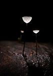 Jungle Mycena, La Isla Escondida, Colombia Happy new year!<br />
<br />
We found this series of small mycena fungi growing through a fallen leaf on the forest floor of La Isla Escondida and used it as a subject for creative lighting. The approach is off-camera flash where our guide was holding a single flash unit directly above the subject whilst I took the shot. The idea was to give just enough light to "fill" the cups without overexposing it. As these cups are tiny and white and partly translucent, it only needs a tiny bit of light. So it's a simple trial and error approach where the unit was held at a changing distance until it was right.<br />
<br />
The result is as expected quite dark, it's best viewed full screen and preferably on a high contrast (OLED) screen.<br />
https://www.jungledragon.com/image/71952/jungle_mycena_-_side_view_la_isla_escondida_colombia.html<br />
https://www.jungledragon.com/image/71953/jungle_mycena_-_top_view_la_isla_escondida_colombia.html<br />
https://www.jungledragon.com/image/71954/jungle_mycena_-_overview_la_isla_escondida_colombia.html<br />
 Colombia,Colombia 2018,Colombia South,La Isla Escondida,Putumayo,South America,World