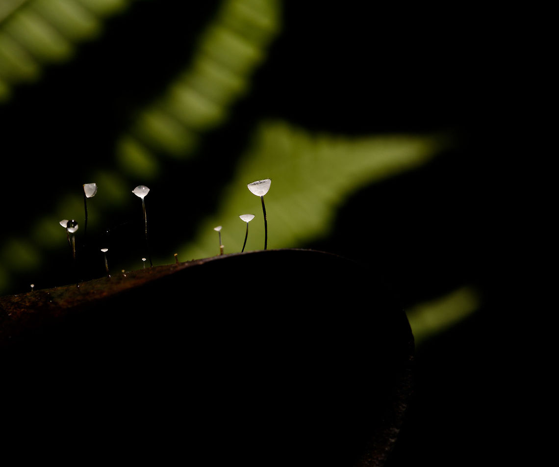 Jungle Mycena - side view, La Isla Escondida, Colombia Happy new year!<br />
<br />
We found this series of small mycena fungi growing through a fallen leaf on the forest floor of La Isla Escondida and used it as a subject for creative lighting. The approach is off-camera flash where our guide was holding a single flash unit directly above the subject whilst I took the shot. The idea was to give just enough light to "fill" the cups without overexposing it. As these cups are tiny and white and partly translucent, it only needs a tiny bit of light. So it's a simple trial and error approach where the unit was held at a changing distance until it was right.<br />
<br />
The result is as expected quite dark, it's best viewed full screen and preferably on a high contrast (OLED) screen.<br />
<figure class="photo"><a href="https://www.jungledragon.com/image/71951/jungle_mycena_la_isla_escondida_colombia.html" title="Jungle Mycena, La Isla Escondida, Colombia"><img src="https://s3.amazonaws.com/media.jungledragon.com/images/2/71951_thumb.jpg?AWSAccessKeyId=05GMT0V3GWVNE7GGM1R2&Expires=1759968010&Signature=vVAi48D22PMo4c6lweB3KR%2BZZv0%3D" width="108" height="152" alt="Jungle Mycena, La Isla Escondida, Colombia Happy new year!<br />
<br />
We found this series of small mycena fungi growing through a fallen leaf on the forest floor of La Isla Escondida and used it as a subject for creative lighting. The approach is off-camera flash where our guide was holding a single flash unit directly above the subject whilst I took the shot. The idea was to give just enough light to "fill" the cups without overexposing it. As these cups are tiny and white and partly translucent, it only needs a tiny bit of light. So it's a simple trial and error approach where the unit was held at a changing distance until it was right.<br />
<br />
The result is as expected quite dark, it's best viewed full screen and preferably on a high contrast (OLED) screen.<br />
https://www.jungledragon.com/image/71952/jungle_mycena_-_side_view_la_isla_escondida_colombia.html<br />
https://www.jungledragon.com/image/71953/jungle_mycena_-_top_view_la_isla_escondida_colombia.html<br />
https://www.jungledragon.com/image/71954/jungle_mycena_-_overview_la_isla_escondida_colombia.html<br />
Colombia,Colombia 2018,Colombia South,La Isla Escondida,Putumayo,South America,World" /></a></figure><br />
<figure class="photo"><a href="https://www.jungledragon.com/image/71953/jungle_mycena_-_top_view_la_isla_escondida_colombia.html" title="Jungle Mycena - top view, La Isla Escondida, Colombia"><img src="https://s3.amazonaws.com/media.jungledragon.com/images/2/71953_thumb.jpg?AWSAccessKeyId=05GMT0V3GWVNE7GGM1R2&Expires=1759968010&Signature=HuYzQXREbq%2F%2FPM%2B6NG3oqgv43rk%3D" width="200" height="152" alt="Jungle Mycena - top view, La Isla Escondida, Colombia Happy new year!<br />
<br />
We found this series of small mycena fungi growing through a fallen leaf on the forest floor of La Isla Escondida and used it as a subject for creative lighting. The approach is off-camera flash where our guide was holding a single flash unit directly above the subject whilst I took the shot. The idea was to give just enough light to "fill" the cups without overexposing it. As these cups are tiny and white and partly translucent, it only needs a tiny bit of light. So it's a simple trial and error approach where the unit was held at a changing distance until it was right.<br />
<br />
The result is as expected quite dark, it's best viewed full screen and preferably on a high contrast (OLED) screen.<br />
https://www.jungledragon.com/image/71951/jungle_mycena_la_isla_escondida_colombia.html<br />
https://www.jungledragon.com/image/71952/jungle_mycena_-_side_view_la_isla_escondida_colombia.html<br />
https://www.jungledragon.com/image/71954/jungle_mycena_-_overview_la_isla_escondida_colombia.html<br />
Colombia,Colombia 2018,Colombia South,La Isla Escondida,Putumayo,South America,World" /></a></figure><br />
<figure class="photo"><a href="https://www.jungledragon.com/image/71954/jungle_mycena_-_overview_la_isla_escondida_colombia.html" title="Jungle Mycena - overview, La Isla Escondida, Colombia"><img src="https://s3.amazonaws.com/media.jungledragon.com/images/2/71954_thumb.jpg?AWSAccessKeyId=05GMT0V3GWVNE7GGM1R2&Expires=1759968010&Signature=MV%2BnMYCj1KTH5J7LRrNGm%2BoH%2Br8%3D" width="200" height="134" alt="Jungle Mycena - overview, La Isla Escondida, Colombia Happy new year!<br />
<br />
We found this series of small mycena fungi growing through a fallen leaf on the forest floor of La Isla Escondida and used it as a subject for creative lighting. The approach is off-camera flash where our guide was holding a single flash unit directly above the subject whilst I took the shot. The idea was to give just enough light to "fill" the cups without overexposing it. As these cups are tiny and white and partly translucent, it only needs a tiny bit of light. So it's a simple trial and error approach where the unit was held at a changing distance until it was right.<br />
<br />
The result is as expected quite dark, it's best viewed full screen and preferably on a high contrast (OLED) screen.<br />
https://www.jungledragon.com/image/71951/jungle_mycena_la_isla_escondida_colombia.html<br />
https://www.jungledragon.com/image/71952/jungle_mycena_-_side_view_la_isla_escondida_colombia.html<br />
https://www.jungledragon.com/image/71953/jungle_mycena_-_top_view_la_isla_escondida_colombia.html<br />
Colombia,Colombia 2018,Colombia South,La Isla Escondida,Putumayo,South America,World" /></a></figure><br />
Colombia,Colombia 2018,Colombia South,La Isla Escondida,Putumayo,South America,World