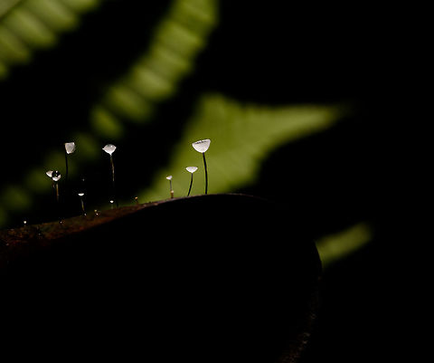 Jungle Mycena - side view, La Isla Escondida, Colombia Happy new year!

We found this series of small mycena fungi growing through a fallen leaf on the forest floor of La Isla Escondida and used it as a subject for creative lighting. The approach is off-camera flash where our guide was holding a single flash unit directly above the subject whilst I took the shot. The idea was to give just enough light to "fill" the cups without overexposing it. As these cups are tiny and white and partly translucent, it only needs a tiny bit of light. So it's a simple trial and error approach where the unit was held at a changing distance until it was right.

The result is as expected quite dark, it's best viewed full screen and preferably on a high contrast (OLED) screen.
https://www.jungledragon.com/image/71951/jungle_mycena_la_isla_escondida_colombia.html
https://www.jungledragon.com/image/71953/jungle_mycena_-_top_view_la_isla_escondida_colombia.html
https://www.jungledragon.com/image/71954/jungle_mycena_-_overview_la_isla_escondida_colombia.html
 Colombia,Colombia 2018,Colombia South,La Isla Escondida,Putumayo,South America,World