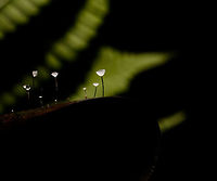 Jungle Mycena - side view, La Isla Escondida, Colombia Happy new year!<br />
<br />
We found this series of small mycena fungi growing through a fallen leaf on the forest floor of La Isla Escondida and used it as a subject for creative lighting. The approach is off-camera flash where our guide was holding a single flash unit directly above the subject whilst I took the shot. The idea was to give just enough light to "fill" the cups without overexposing it. As these cups are tiny and white and partly translucent, it only needs a tiny bit of light. So it's a simple trial and error approach where the unit was held at a changing distance until it was right.<br />
<br />
The result is as expected quite dark, it's best viewed full screen and preferably on a high contrast (OLED) screen.<br />
https://www.jungledragon.com/image/71951/jungle_mycena_la_isla_escondida_colombia.html<br />
https://www.jungledragon.com/image/71953/jungle_mycena_-_top_view_la_isla_escondida_colombia.html<br />
https://www.jungledragon.com/image/71954/jungle_mycena_-_overview_la_isla_escondida_colombia.html<br />
 Colombia,Colombia 2018,Colombia South,La Isla Escondida,Putumayo,South America,World