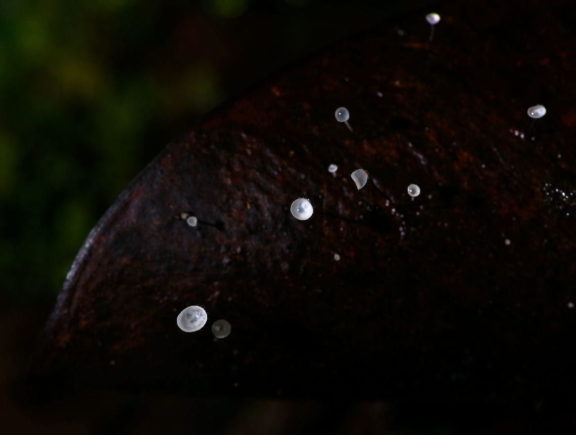 Jungle Mycena - top view, La Isla Escondida, Colombia Happy new year!<br />
<br />
We found this series of small mycena fungi growing through a fallen leaf on the forest floor of La Isla Escondida and used it as a subject for creative lighting. The approach is off-camera flash where our guide was holding a single flash unit directly above the subject whilst I took the shot. The idea was to give just enough light to "fill" the cups without overexposing it. As these cups are tiny and white and partly translucent, it only needs a tiny bit of light. So it's a simple trial and error approach where the unit was held at a changing distance until it was right.<br />
<br />
The result is as expected quite dark, it's best viewed full screen and preferably on a high contrast (OLED) screen.<br />
<figure class="photo"><a href="https://www.jungledragon.com/image/71951/jungle_mycena_la_isla_escondida_colombia.html" title="Jungle Mycena, La Isla Escondida, Colombia"><img src="https://s3.amazonaws.com/media.jungledragon.com/images/2/71951_thumb.jpg?AWSAccessKeyId=05GMT0V3GWVNE7GGM1R2&Expires=1770854410&Signature=p85Kwrg%2Bxu7xJ6NuL6Fk670HUXg%3D" width="108" height="152" alt="Jungle Mycena, La Isla Escondida, Colombia Happy new year!<br />
<br />
We found this series of small mycena fungi growing through a fallen leaf on the forest floor of La Isla Escondida and used it as a subject for creative lighting. The approach is off-camera flash where our guide was holding a single flash unit directly above the subject whilst I took the shot. The idea was to give just enough light to "fill" the cups without overexposing it. As these cups are tiny and white and partly translucent, it only needs a tiny bit of light. So it's a simple trial and error approach where the unit was held at a changing distance until it was right.<br />
<br />
The result is as expected quite dark, it's best viewed full screen and preferably on a high contrast (OLED) screen.<br />
https://www.jungledragon.com/image/71952/jungle_mycena_-_side_view_la_isla_escondida_colombia.html<br />
https://www.jungledragon.com/image/71953/jungle_mycena_-_top_view_la_isla_escondida_colombia.html<br />
https://www.jungledragon.com/image/71954/jungle_mycena_-_overview_la_isla_escondida_colombia.html<br />
 Colombia,Colombia 2018,Colombia South,La Isla Escondida,Putumayo,South America,World" /></a></figure><br />
<figure class="photo"><a href="https://www.jungledragon.com/image/71952/jungle_mycena_-_side_view_la_isla_escondida_colombia.html" title="Jungle Mycena - side view, La Isla Escondida, Colombia"><img src="https://s3.amazonaws.com/media.jungledragon.com/images/2/71952_thumb.jpg?AWSAccessKeyId=05GMT0V3GWVNE7GGM1R2&Expires=1770854410&Signature=Dd2Qok4at4H4cGPWI%2BmDMNsgmJc%3D" width="200" height="168" alt="Jungle Mycena - side view, La Isla Escondida, Colombia Happy new year!<br />
<br />
We found this series of small mycena fungi growing through a fallen leaf on the forest floor of La Isla Escondida and used it as a subject for creative lighting. The approach is off-camera flash where our guide was holding a single flash unit directly above the subject whilst I took the shot. The idea was to give just enough light to "fill" the cups without overexposing it. As these cups are tiny and white and partly translucent, it only needs a tiny bit of light. So it's a simple trial and error approach where the unit was held at a changing distance until it was right.<br />
<br />
The result is as expected quite dark, it's best viewed full screen and preferably on a high contrast (OLED) screen.<br />
https://www.jungledragon.com/image/71951/jungle_mycena_la_isla_escondida_colombia.html<br />
https://www.jungledragon.com/image/71953/jungle_mycena_-_top_view_la_isla_escondida_colombia.html<br />
https://www.jungledragon.com/image/71954/jungle_mycena_-_overview_la_isla_escondida_colombia.html<br />
 Colombia,Colombia 2018,Colombia South,La Isla Escondida,Putumayo,South America,World" /></a></figure><br />
<figure class="photo"><a href="https://www.jungledragon.com/image/71954/jungle_mycena_-_overview_la_isla_escondida_colombia.html" title="Jungle Mycena - overview, La Isla Escondida, Colombia"><img src="https://s3.amazonaws.com/media.jungledragon.com/images/2/71954_thumb.jpg?AWSAccessKeyId=05GMT0V3GWVNE7GGM1R2&Expires=1770854410&Signature=ODUUw4sZsQKvIcAM8Ej1fmzc9go%3D" width="200" height="134" alt="Jungle Mycena - overview, La Isla Escondida, Colombia Happy new year!<br />
<br />
We found this series of small mycena fungi growing through a fallen leaf on the forest floor of La Isla Escondida and used it as a subject for creative lighting. The approach is off-camera flash where our guide was holding a single flash unit directly above the subject whilst I took the shot. The idea was to give just enough light to "fill" the cups without overexposing it. As these cups are tiny and white and partly translucent, it only needs a tiny bit of light. So it's a simple trial and error approach where the unit was held at a changing distance until it was right.<br />
<br />
The result is as expected quite dark, it's best viewed full screen and preferably on a high contrast (OLED) screen.<br />
https://www.jungledragon.com/image/71951/jungle_mycena_la_isla_escondida_colombia.html<br />
https://www.jungledragon.com/image/71952/jungle_mycena_-_side_view_la_isla_escondida_colombia.html<br />
https://www.jungledragon.com/image/71953/jungle_mycena_-_top_view_la_isla_escondida_colombia.html<br />
 Colombia,Colombia 2018,Colombia South,La Isla Escondida,Putumayo,South America,World" /></a></figure><br />
 Colombia,Colombia 2018,Colombia South,La Isla Escondida,Putumayo,South America,World