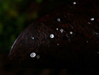Jungle Mycena - top view, La Isla Escondida, Colombia Happy new year!<br />
<br />
We found this series of small mycena fungi growing through a fallen leaf on the forest floor of La Isla Escondida and used it as a subject for creative lighting. The approach is off-camera flash where our guide was holding a single flash unit directly above the subject whilst I took the shot. The idea was to give just enough light to "fill" the cups without overexposing it. As these cups are tiny and white and partly translucent, it only needs a tiny bit of light. So it's a simple trial and error approach where the unit was held at a changing distance until it was right.<br />
<br />
The result is as expected quite dark, it's best viewed full screen and preferably on a high contrast (OLED) screen.<br />
https://www.jungledragon.com/image/71951/jungle_mycena_la_isla_escondida_colombia.html<br />
https://www.jungledragon.com/image/71952/jungle_mycena_-_side_view_la_isla_escondida_colombia.html<br />
https://www.jungledragon.com/image/71954/jungle_mycena_-_overview_la_isla_escondida_colombia.html<br />
 Colombia,Colombia 2018,Colombia South,La Isla Escondida,Putumayo,South America,World