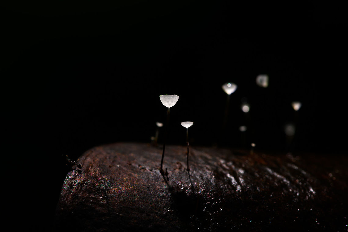 Jungle Mycena - overview, La Isla Escondida, Colombia Happy new year!<br />
<br />
We found this series of small mycena fungi growing through a fallen leaf on the forest floor of La Isla Escondida and used it as a subject for creative lighting. The approach is off-camera flash where our guide was holding a single flash unit directly above the subject whilst I took the shot. The idea was to give just enough light to "fill" the cups without overexposing it. As these cups are tiny and white and partly translucent, it only needs a tiny bit of light. So it's a simple trial and error approach where the unit was held at a changing distance until it was right.<br />
<br />
The result is as expected quite dark, it's best viewed full screen and preferably on a high contrast (OLED) screen.<br />
<figure class="photo"><a href="https://www.jungledragon.com/image/71951/jungle_mycena_la_isla_escondida_colombia.html" title="Jungle Mycena, La Isla Escondida, Colombia"><img src="https://s3.amazonaws.com/media.jungledragon.com/images/2/71951_thumb.jpg?AWSAccessKeyId=05GMT0V3GWVNE7GGM1R2&Expires=1770854410&Signature=p85Kwrg%2Bxu7xJ6NuL6Fk670HUXg%3D" width="108" height="152" alt="Jungle Mycena, La Isla Escondida, Colombia Happy new year!<br />
<br />
We found this series of small mycena fungi growing through a fallen leaf on the forest floor of La Isla Escondida and used it as a subject for creative lighting. The approach is off-camera flash where our guide was holding a single flash unit directly above the subject whilst I took the shot. The idea was to give just enough light to "fill" the cups without overexposing it. As these cups are tiny and white and partly translucent, it only needs a tiny bit of light. So it's a simple trial and error approach where the unit was held at a changing distance until it was right.<br />
<br />
The result is as expected quite dark, it's best viewed full screen and preferably on a high contrast (OLED) screen.<br />
https://www.jungledragon.com/image/71952/jungle_mycena_-_side_view_la_isla_escondida_colombia.html<br />
https://www.jungledragon.com/image/71953/jungle_mycena_-_top_view_la_isla_escondida_colombia.html<br />
https://www.jungledragon.com/image/71954/jungle_mycena_-_overview_la_isla_escondida_colombia.html<br />
 Colombia,Colombia 2018,Colombia South,La Isla Escondida,Putumayo,South America,World" /></a></figure><br />
<figure class="photo"><a href="https://www.jungledragon.com/image/71952/jungle_mycena_-_side_view_la_isla_escondida_colombia.html" title="Jungle Mycena - side view, La Isla Escondida, Colombia"><img src="https://s3.amazonaws.com/media.jungledragon.com/images/2/71952_thumb.jpg?AWSAccessKeyId=05GMT0V3GWVNE7GGM1R2&Expires=1770854410&Signature=Dd2Qok4at4H4cGPWI%2BmDMNsgmJc%3D" width="200" height="168" alt="Jungle Mycena - side view, La Isla Escondida, Colombia Happy new year!<br />
<br />
We found this series of small mycena fungi growing through a fallen leaf on the forest floor of La Isla Escondida and used it as a subject for creative lighting. The approach is off-camera flash where our guide was holding a single flash unit directly above the subject whilst I took the shot. The idea was to give just enough light to "fill" the cups without overexposing it. As these cups are tiny and white and partly translucent, it only needs a tiny bit of light. So it's a simple trial and error approach where the unit was held at a changing distance until it was right.<br />
<br />
The result is as expected quite dark, it's best viewed full screen and preferably on a high contrast (OLED) screen.<br />
https://www.jungledragon.com/image/71951/jungle_mycena_la_isla_escondida_colombia.html<br />
https://www.jungledragon.com/image/71953/jungle_mycena_-_top_view_la_isla_escondida_colombia.html<br />
https://www.jungledragon.com/image/71954/jungle_mycena_-_overview_la_isla_escondida_colombia.html<br />
 Colombia,Colombia 2018,Colombia South,La Isla Escondida,Putumayo,South America,World" /></a></figure><br />
<figure class="photo"><a href="https://www.jungledragon.com/image/71953/jungle_mycena_-_top_view_la_isla_escondida_colombia.html" title="Jungle Mycena - top view, La Isla Escondida, Colombia"><img src="https://s3.amazonaws.com/media.jungledragon.com/images/2/71953_thumb.jpg?AWSAccessKeyId=05GMT0V3GWVNE7GGM1R2&Expires=1770854410&Signature=0ZqeAamUneIsYXxBrTavS185B3g%3D" width="200" height="152" alt="Jungle Mycena - top view, La Isla Escondida, Colombia Happy new year!<br />
<br />
We found this series of small mycena fungi growing through a fallen leaf on the forest floor of La Isla Escondida and used it as a subject for creative lighting. The approach is off-camera flash where our guide was holding a single flash unit directly above the subject whilst I took the shot. The idea was to give just enough light to "fill" the cups without overexposing it. As these cups are tiny and white and partly translucent, it only needs a tiny bit of light. So it's a simple trial and error approach where the unit was held at a changing distance until it was right.<br />
<br />
The result is as expected quite dark, it's best viewed full screen and preferably on a high contrast (OLED) screen.<br />
https://www.jungledragon.com/image/71951/jungle_mycena_la_isla_escondida_colombia.html<br />
https://www.jungledragon.com/image/71952/jungle_mycena_-_side_view_la_isla_escondida_colombia.html<br />
https://www.jungledragon.com/image/71954/jungle_mycena_-_overview_la_isla_escondida_colombia.html<br />
 Colombia,Colombia 2018,Colombia South,La Isla Escondida,Putumayo,South America,World" /></a></figure><br />
 Colombia,Colombia 2018,Colombia South,La Isla Escondida,Putumayo,South America,World