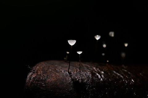 Jungle Mycena - overview, La Isla Escondida, Colombia Happy new year!

We found this series of small mycena fungi growing through a fallen leaf on the forest floor of La Isla Escondida and used it as a subject for creative lighting. The approach is off-camera flash where our guide was holding a single flash unit directly above the subject whilst I took the shot. The idea was to give just enough light to "fill" the cups without overexposing it. As these cups are tiny and white and partly translucent, it only needs a tiny bit of light. So it's a simple trial and error approach where the unit was held at a changing distance until it was right.

The result is as expected quite dark, it's best viewed full screen and preferably on a high contrast (OLED) screen.
https://www.jungledragon.com/image/71951/jungle_mycena_la_isla_escondida_colombia.html
https://www.jungledragon.com/image/71952/jungle_mycena_-_side_view_la_isla_escondida_colombia.html
https://www.jungledragon.com/image/71953/jungle_mycena_-_top_view_la_isla_escondida_colombia.html
 Colombia,Colombia 2018,Colombia South,La Isla Escondida,Putumayo,South America,World