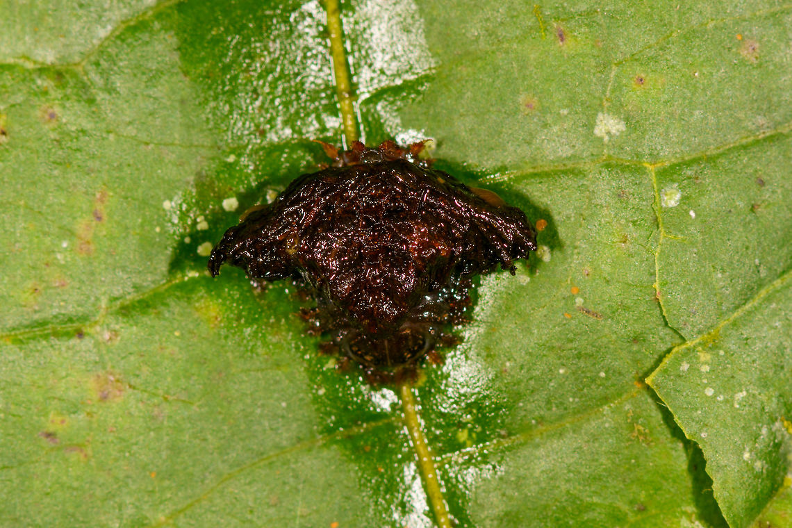 Tortoise Beetle larva - top view, La Isla Escondida, Colombia I kind of screwed up this observation because during the spotting, I had no idea what I was photographing, which way is front or back, and what to focus on. Only after seeing this post by Christine...<br />
<figure class="photo"><a href="https://www.jungledragon.com/image/71322/golden_tortoise_beetle_-_charidotella_sexpunctata.html" title="Golden Tortoise Beetle - Charidotella sexpunctata"><img src="https://s3.amazonaws.com/media.jungledragon.com/images/3232/71322_thumb.jpg?AWSAccessKeyId=05GMT0V3GWVNE7GGM1R2&Expires=1770854410&Signature=M%2FnpmPiuLtvMlj%2FcG%2F2cjkBY0Y4%3D" width="200" height="148" alt="Golden Tortoise Beetle - Charidotella sexpunctata The larvae of the Golden Tortoise Beetle have broad, flattened bodies that are adorned with branched spines. They carry their cast skins and fecal material on their back - attached to spines arising from the posterior end of their body, a structure called an "anal fork." The anal fork is used to hold the debris over the back of the body, forming a fecal shield that deters predation. <br />
<br />
Habitat: Rural backyard Charidotella sexpunctata,Geotagged,Golden Tortoise Beetle,Summer,United States,beetle larva,larva" /></a></figure><br />
...did I realize the subject and its anatomy :) To paraphrase the information from Christine:<br />
<br />
"The larvae of the Golden Tortoise Beetle have broad, flattened bodies that are adorned with branched spines. They carry their cast skins and fecal material on their back - attached to spines arising from the posterior end of their body, a structure called an "anal fork." The anal fork is used to hold the debris over the back of the body, forming a fecal shield that deters predation."<br />
<br />
Quite a missed opportunity to capture it better! I'm not sure if this specifically is the Golden Tortoise Beetle or another species of Tortoise beetle. Looks like I managed to capture the "anal fork", a top view with the head misfocused, and a side view with accidentally some of its head in focus.<br />
<br />
<figure class="photo"><a href="https://www.jungledragon.com/image/72022/tortoise_beetle_larva_la_isla_escondida_colombia.html" title="Tortoise Beetle larva, La Isla Escondida, Colombia"><img src="https://s3.amazonaws.com/media.jungledragon.com/images/2/72022_thumb.jpg?AWSAccessKeyId=05GMT0V3GWVNE7GGM1R2&Expires=1770854410&Signature=xpv6GEPoMX%2FbG1RkI2P2aTfgjhU%3D" width="200" height="134" alt="Tortoise Beetle larva, La Isla Escondida, Colombia I kind of screwed up this observation because during the spotting, I had no idea what I was photographing, which way is front or back, and what to focus on. Only after seeing this post by Christine...<br />
https://www.jungledragon.com/image/71322/golden_tortoise_beetle_-_charidotella_sexpunctata.html<br />
...did I realize the subject and its anatomy :) To paraphrase the information from Christine:<br />
<br />
"The larvae of the Golden Tortoise Beetle have broad, flattened bodies that are adorned with branched spines. They carry their cast skins and fecal material on their back - attached to spines arising from the posterior end of their body, a structure called an "anal fork." The anal fork is used to hold the debris over the back of the body, forming a fecal shield that deters predation."<br />
<br />
Quite a missed opportunity to capture it better! I'm not sure if this specifically is the Golden Tortoise Beetle or another species of Tortoise beetle. Looks like I managed to capture the "anal fork", a top view with the head misfocused, and a side view with accidentally some of its head in focus.<br />
<br />
https://www.jungledragon.com/image/72022/tortoise_beetle_larva_la_isla_escondida_colombia.html<br />
https://www.jungledragon.com/image/72020/tortoise_beetle_larva_-_top_view_la_isla_escondida_colombia.html<br />
https://www.jungledragon.com/image/72021/tortoise_beetle_larva_-_side_view_la_isla_escondida_colombia.html Colombia,Colombia 2018,Colombia South,La Isla Escondida,Putumayo,South America,World" /></a></figure><br />
<figure class="photo"><a href="https://www.jungledragon.com/image/72020/tortoise_beetle_larva_-_top_view_la_isla_escondida_colombia.html" title="Tortoise Beetle larva - top view, La Isla Escondida, Colombia"><img src="https://s3.amazonaws.com/media.jungledragon.com/images/2/72020_thumb.jpg?AWSAccessKeyId=05GMT0V3GWVNE7GGM1R2&Expires=1770854410&Signature=gE1P9EWHB2pfqo6eIyUwYCzcE7U%3D" width="200" height="134" alt="Tortoise Beetle larva - top view, La Isla Escondida, Colombia I kind of screwed up this observation because during the spotting, I had no idea what I was photographing, which way is front or back, and what to focus on. Only after seeing this post by Christine...<br />
https://www.jungledragon.com/image/71322/golden_tortoise_beetle_-_charidotella_sexpunctata.html<br />
...did I realize the subject and its anatomy :) To paraphrase the information from Christine:<br />
<br />
"The larvae of the Golden Tortoise Beetle have broad, flattened bodies that are adorned with branched spines. They carry their cast skins and fecal material on their back - attached to spines arising from the posterior end of their body, a structure called an "anal fork." The anal fork is used to hold the debris over the back of the body, forming a fecal shield that deters predation."<br />
<br />
Quite a missed opportunity to capture it better! I'm not sure if this specifically is the Golden Tortoise Beetle or another species of Tortoise beetle. Looks like I managed to capture the "anal fork", a top view with the head misfocused, and a side view with accidentally some of its head in focus.<br />
<br />
https://www.jungledragon.com/image/72022/tortoise_beetle_larva_la_isla_escondida_colombia.html<br />
https://www.jungledragon.com/image/72020/tortoise_beetle_larva_-_top_view_la_isla_escondida_colombia.html<br />
https://www.jungledragon.com/image/72021/tortoise_beetle_larva_-_side_view_la_isla_escondida_colombia.html Colombia,Colombia 2018,Colombia South,La Isla Escondida,Putumayo,South America,World" /></a></figure><br />
<figure class="photo"><a href="https://www.jungledragon.com/image/72021/tortoise_beetle_larva_-_side_view_la_isla_escondida_colombia.html" title="Tortoise Beetle larva - side view, La Isla Escondida, Colombia"><img src="https://s3.amazonaws.com/media.jungledragon.com/images/2/72021_thumb.jpg?AWSAccessKeyId=05GMT0V3GWVNE7GGM1R2&Expires=1770854410&Signature=pNVXJZ0U%2BCNEQy2Sbdbj53bUiN0%3D" width="200" height="134" alt="Tortoise Beetle larva - side view, La Isla Escondida, Colombia I kind of screwed up this observation because during the spotting, I had no idea what I was photographing, which way is front or back, and what to focus on. Only after seeing this post by Christine...<br />
https://www.jungledragon.com/image/71322/golden_tortoise_beetle_-_charidotella_sexpunctata.html<br />
...did I realize the subject and its anatomy :) To paraphrase the information from Christine:<br />
<br />
"The larvae of the Golden Tortoise Beetle have broad, flattened bodies that are adorned with branched spines. They carry their cast skins and fecal material on their back - attached to spines arising from the posterior end of their body, a structure called an "anal fork." The anal fork is used to hold the debris over the back of the body, forming a fecal shield that deters predation."<br />
<br />
Quite a missed opportunity to capture it better! I'm not sure if this specifically is the Golden Tortoise Beetle or another species of Tortoise beetle. Looks like I managed to capture the "anal fork", a top view with the head misfocused, and a side view with accidentally some of its head in focus.<br />
<br />
https://www.jungledragon.com/image/72022/tortoise_beetle_larva_la_isla_escondida_colombia.html<br />
https://www.jungledragon.com/image/72020/tortoise_beetle_larva_-_top_view_la_isla_escondida_colombia.html<br />
https://www.jungledragon.com/image/72021/tortoise_beetle_larva_-_side_view_la_isla_escondida_colombia.html Colombia,Colombia 2018,Colombia South,La Isla Escondida,Putumayo,South America,World" /></a></figure> Colombia,Colombia 2018,Colombia South,La Isla Escondida,Putumayo,South America,World