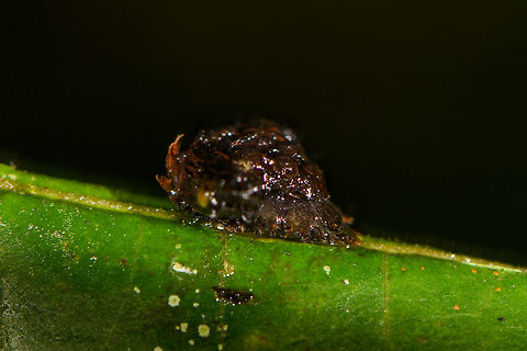 Tortoise Beetle larva - side view, La Isla Escondida, Colombia I kind of screwed up this observation because during the spotting, I had no idea what I was photographing, which way is front or back, and what to focus on. Only after seeing this post by Christine...
https://www.jungledragon.com/image/71322/golden_tortoise_beetle_-_charidotella_sexpunctata.html
...did I realize the subject and its anatomy :) To paraphrase the information from Christine:

"The larvae of the Golden Tortoise Beetle have broad, flattened bodies that are adorned with branched spines. They carry their cast skins and fecal material on their back - attached to spines arising from the posterior end of their body, a structure called an "anal fork." The anal fork is used to hold the debris over the back of the body, forming a fecal shield that deters predation."

Quite a missed opportunity to capture it better! I'm not sure if this specifically is the Golden Tortoise Beetle or another species of Tortoise beetle. Looks like I managed to capture the "anal fork", a top view with the head misfocused, and a side view with accidentally some of its head in focus.

https://www.jungledragon.com/image/72022/tortoise_beetle_larva_la_isla_escondida_colombia.html
https://www.jungledragon.com/image/72020/tortoise_beetle_larva_-_top_view_la_isla_escondida_colombia.html
https://www.jungledragon.com/image/72021/tortoise_beetle_larva_-_side_view_la_isla_escondida_colombia.html Colombia,Colombia 2018,Colombia South,La Isla Escondida,Putumayo,South America,World