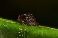 Tortoise Beetle larva - side view, La Isla Escondida, Colombia I kind of screwed up this observation because during the spotting, I had no idea what I was photographing, which way is front or back, and what to focus on. Only after seeing this post by Christine...<br />
https://www.jungledragon.com/image/71322/golden_tortoise_beetle_-_charidotella_sexpunctata.html<br />
...did I realize the subject and its anatomy :) To paraphrase the information from Christine:<br />
<br />
"The larvae of the Golden Tortoise Beetle have broad, flattened bodies that are adorned with branched spines. They carry their cast skins and fecal material on their back - attached to spines arising from the posterior end of their body, a structure called an "anal fork." The anal fork is used to hold the debris over the back of the body, forming a fecal shield that deters predation."<br />
<br />
Quite a missed opportunity to capture it better! I'm not sure if this specifically is the Golden Tortoise Beetle or another species of Tortoise beetle. Looks like I managed to capture the "anal fork", a top view with the head misfocused, and a side view with accidentally some of its head in focus.<br />
<br />
https://www.jungledragon.com/image/72022/tortoise_beetle_larva_la_isla_escondida_colombia.html<br />
https://www.jungledragon.com/image/72020/tortoise_beetle_larva_-_top_view_la_isla_escondida_colombia.html<br />
https://www.jungledragon.com/image/72021/tortoise_beetle_larva_-_side_view_la_isla_escondida_colombia.html Colombia,Colombia 2018,Colombia South,La Isla Escondida,Putumayo,South America,World