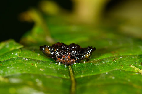 Tortoise Beetle larva, La Isla Escondida, Colombia I kind of screwed up this observation because during the spotting, I had no idea what I was photographing, which way is front or back, and what to focus on. Only after seeing this post by Christine...
https://www.jungledragon.com/image/71322/golden_tortoise_beetle_-_charidotella_sexpunctata.html
...did I realize the subject and its anatomy :) To paraphrase the information from Christine:

"The larvae of the Golden Tortoise Beetle have broad, flattened bodies that are adorned with branched spines. They carry their cast skins and fecal material on their back - attached to spines arising from the posterior end of their body, a structure called an "anal fork." The anal fork is used to hold the debris over the back of the body, forming a fecal shield that deters predation."

Quite a missed opportunity to capture it better! I'm not sure if this specifically is the Golden Tortoise Beetle or another species of Tortoise beetle. Looks like I managed to capture the "anal fork", a top view with the head misfocused, and a side view with accidentally some of its head in focus.

https://www.jungledragon.com/image/72022/tortoise_beetle_larva_la_isla_escondida_colombia.html
https://www.jungledragon.com/image/72020/tortoise_beetle_larva_-_top_view_la_isla_escondida_colombia.html
https://www.jungledragon.com/image/72021/tortoise_beetle_larva_-_side_view_la_isla_escondida_colombia.html Colombia,Colombia 2018,Colombia South,La Isla Escondida,Putumayo,South America,World