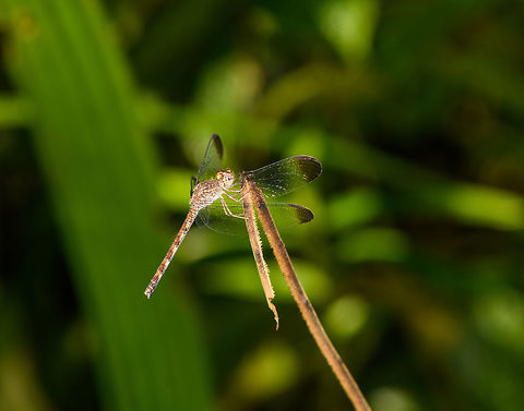Uracis imbuta perched, La Isla Escondida, Colombia Presumed species, I will try to verify it. Colombia,Colombia 2018,Colombia South,Fall,Geotagged,La Isla Escondida,Putumayo,South America,Uracis imbata,Uracis imbuta,World