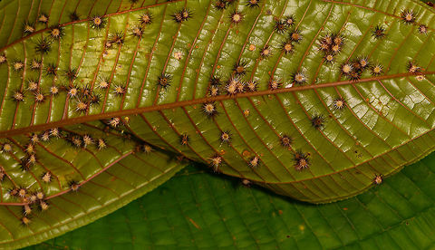 Spiky gall wasps, La Isla Escondida, Colombia Found on the underside of a very large leaf. Colombia,Colombia 2018,Colombia South,La Isla Escondida,Putumayo,South America,World