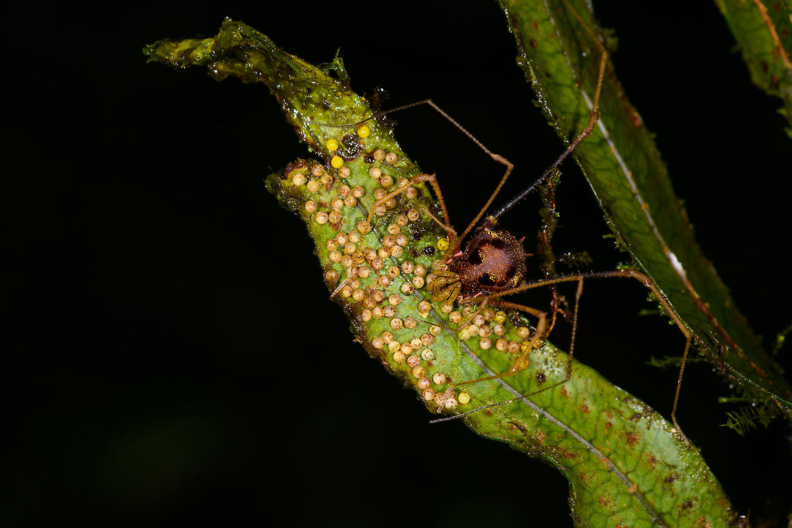 Opilione tending eggs, La Isla Escondida, Colombia Look at that proud mother :)<br />
<figure class="photo"><a href="https://www.jungledragon.com/image/72029/opilione_tending_eggs_-_closeup_la_isla_escondida_colombia.html" title="Opilione tending eggs - closeup, La Isla Escondida, Colombia"><img src="https://s3.amazonaws.com/media.jungledragon.com/images/2/72029_thumb.jpg?AWSAccessKeyId=05GMT0V3GWVNE7GGM1R2&Expires=1769040010&Signature=rNA0Ik77y6UBPjBUD0R0CY0Yw%2BU%3D" width="200" height="132" alt="Opilione tending eggs - closeup, La Isla Escondida, Colombia Look at that proud mother :)<br />
https://www.jungledragon.com/image/72026/opilione_tending_eggs_la_isla_escondida_colombia.html Colombia,Colombia 2018,Colombia South,La Isla Escondida,Putumayo,South America,World" /></a></figure> Colombia,Colombia 2018,Colombia South,La Isla Escondida,Putumayo,South America,World