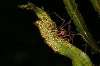 Opilione tending eggs, La Isla Escondida, Colombia Look at that proud mother :)<br />
https://www.jungledragon.com/image/72029/opilione_tending_eggs_-_closeup_la_isla_escondida_colombia.html Colombia,Colombia 2018,Colombia South,La Isla Escondida,Putumayo,South America,World