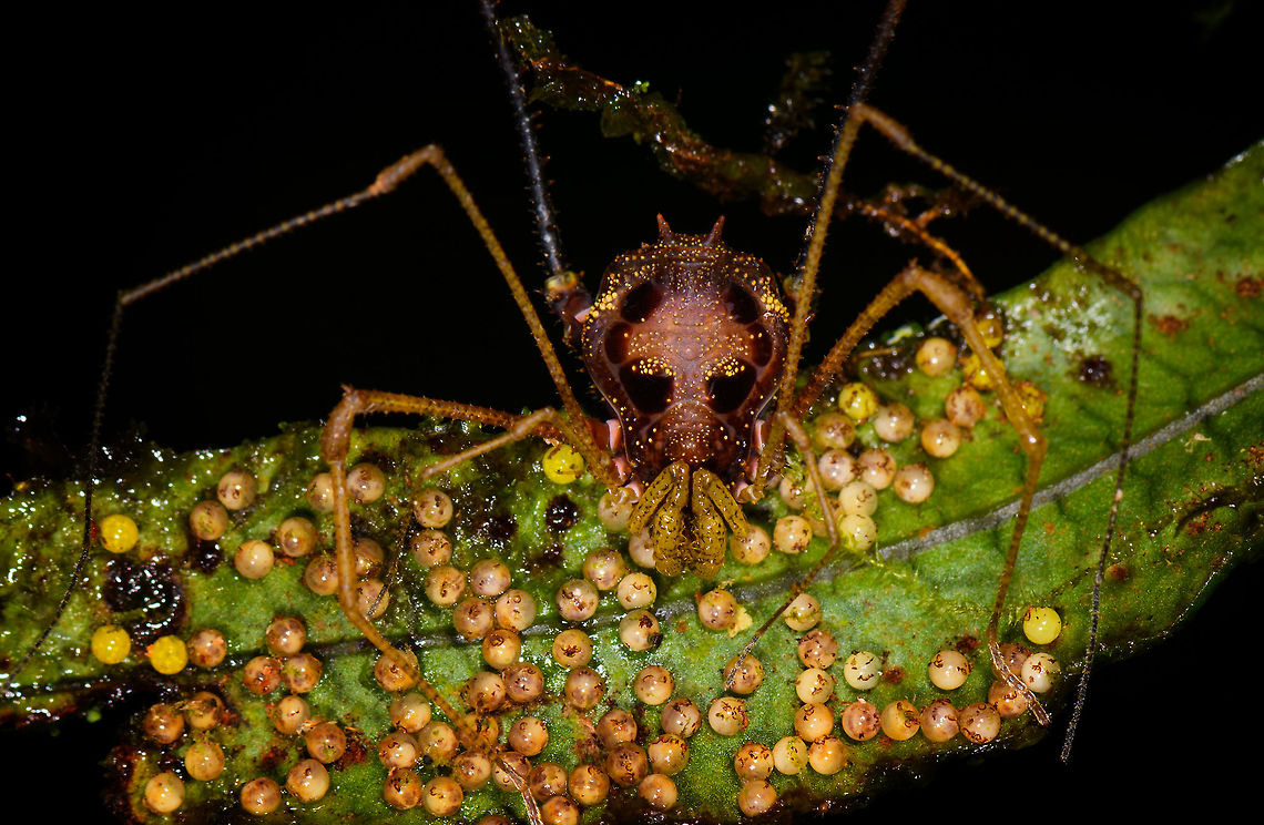 Opilione tending eggs - closeup, La Isla Escondida, Colombia Look at that proud mother :)<br />
<figure class="photo"><a href="https://www.jungledragon.com/image/72026/opilione_tending_eggs_la_isla_escondida_colombia.html" title="Opilione tending eggs, La Isla Escondida, Colombia"><img src="https://s3.amazonaws.com/media.jungledragon.com/images/2/72026_thumb.jpg?AWSAccessKeyId=05GMT0V3GWVNE7GGM1R2&Expires=1759968010&Signature=2Y8z3K9h5ncCf2YcINLJXD%2Bk4ZI%3D" width="200" height="134" alt="Opilione tending eggs, La Isla Escondida, Colombia Look at that proud mother :)<br />
https://www.jungledragon.com/image/72029/opilione_tending_eggs_-_closeup_la_isla_escondida_colombia.html Colombia,Colombia 2018,Colombia South,La Isla Escondida,Putumayo,South America,World" /></a></figure> Colombia,Colombia 2018,Colombia South,La Isla Escondida,Putumayo,South America,World