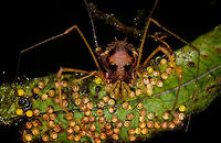 Opilione tending eggs - closeup, La Isla Escondida, Colombia Look at that proud mother :)<br />
https://www.jungledragon.com/image/72026/opilione_tending_eggs_la_isla_escondida_colombia.html Colombia,Colombia 2018,Colombia South,La Isla Escondida,Putumayo,South America,World