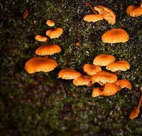 Orange Fungi on dead wood - front, La Isla Escondida, Colombia Found growing on a pole used to built a path in La Isla Escondida. Fruiting body and stem are fully orange. Size is very variable.<br />
https://www.jungledragon.com/image/72161/orange_fungi_on_dead_wood_-_top_la_isla_escondida_colombia.html Colombia,Colombia 2018,Colombia South,La Isla Escondida,Putumayo,South America,World