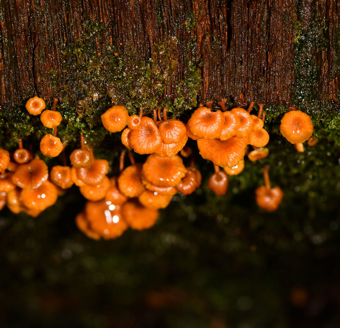 Orange Fungi on dead wood - top, La Isla Escondida, Colombia Possibly Mycena sp. Found growing on a pole used to built a path in La Isla Escondida. Fruiting body and stem are fully orange. Size is very variable.<br />
<figure class="photo"><a href="https://www.jungledragon.com/image/72160/orange_fungi_on_dead_wood_-_front_la_isla_escondida_colombia.html" title="Orange Fungi on dead wood - front, La Isla Escondida, Colombia"><img src="https://s3.amazonaws.com/media.jungledragon.com/images/2/72160_thumb.jpg?AWSAccessKeyId=05GMT0V3GWVNE7GGM1R2&Expires=1770854410&Signature=MTRrHBmnJh96bqDLvBxq92Owecc%3D" width="200" height="192" alt="Orange Fungi on dead wood - front, La Isla Escondida, Colombia Found growing on a pole used to built a path in La Isla Escondida. Fruiting body and stem are fully orange. Size is very variable.<br />
https://www.jungledragon.com/image/72161/orange_fungi_on_dead_wood_-_top_la_isla_escondida_colombia.html Colombia,Colombia 2018,Colombia South,La Isla Escondida,Putumayo,South America,World" /></a></figure> Colombia,Colombia 2018,Colombia South,La Isla Escondida,Putumayo,South America,World