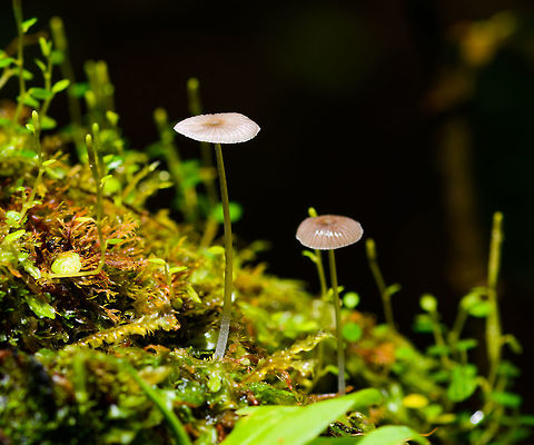 White Mycena, La Isla Escondida, Colombia  Colombia,Colombia 2018,Colombia South,La Isla Escondida,Putumayo,South America,World