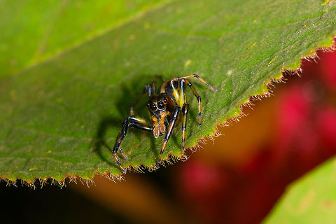 Jumping spider on leaf, La Isla Escondida, Colombia Narrow head, striped legs showing black, orange and yellow segments. Orange pedipalp, dark head.
https://www.jungledragon.com/image/72165/jumping_spider_on_leaf_-_frontal_la_isla_escondida_colombia.html
https://www.jungledragon.com/image/72166/jumping_spider_on_leaf_-_closeup_la_isla_escondida_colombia.html
https://www.jungledragon.com/image/72164/jumping_spider_on_leaf_-_macro_la_isla_escondida_colombia.html Colombia,Colombia 2018,Colombia South,La Isla Escondida,Putumayo,South America,World