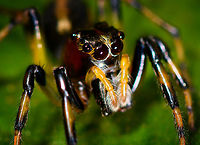 Jumping spider on leaf - macro, La Isla Escondida, Colombia Narrow head, striped legs showing black, orange and yellow segments. Orange pedipalp, dark head.<br />
https://www.jungledragon.com/image/72163/jumping_spider_on_leaf_la_isla_escondida_colombia.html<br />
https://www.jungledragon.com/image/72165/jumping_spider_on_leaf_-_frontal_la_isla_escondida_colombia.html<br />
https://www.jungledragon.com/image/72166/jumping_spider_on_leaf_-_closeup_la_isla_escondida_colombia.html Colombia,Colombia 2018,Colombia South,La Isla Escondida,Putumayo,South America,World
